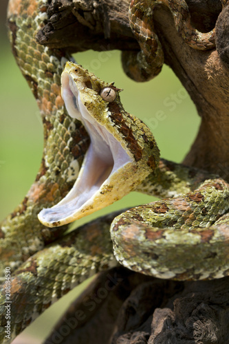 Green Venomous Eyelash Viper (Bothriechis schlegelii) with open mouth and fangs retracted