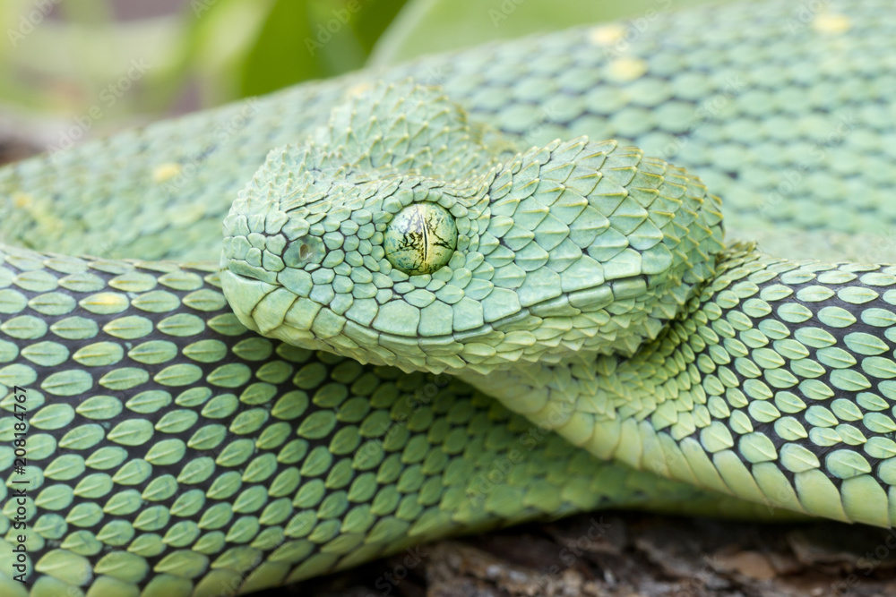 Venomous African Bush Viper (Atheris chlorechis) Stock Photo