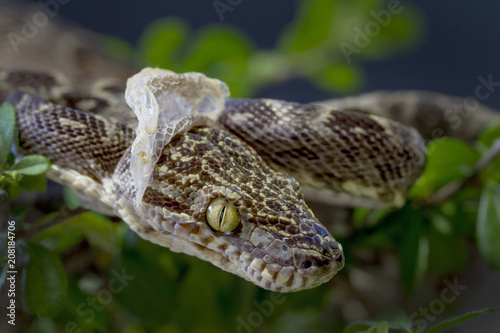 Amazon tree Boa Snake Shedding it's Skin