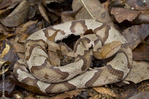Venomous Copperhead Snake (Agkistrodon contortrix)