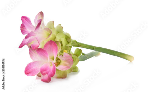 Siam tulip or Curcuma flower in Thailand on white background