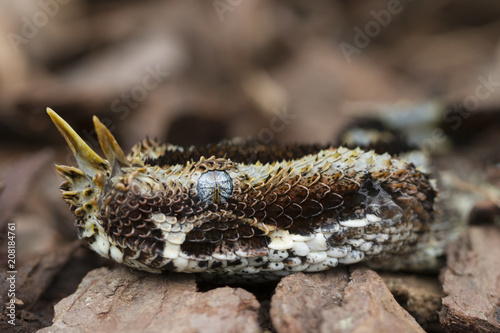 Venomous African Rhinoceros Viper Snake