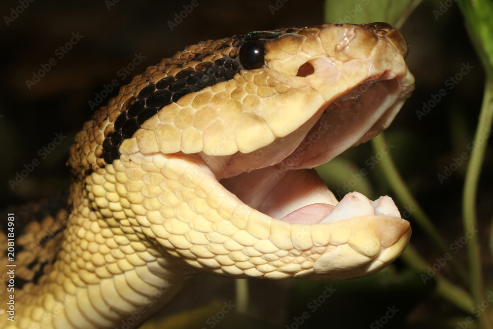 Venomous South American Bushmaster Snake (Lachesis muta) Stock Photo |  Adobe Stock