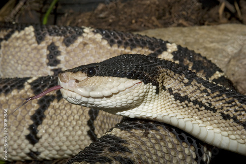 Venomous Black-headed Bushmaster Snake (Lachesis melanocephala)