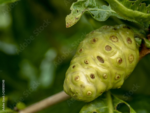 Noni fruit