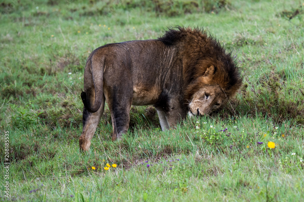 Mighty Lion watching the lionesses who are ready for the hunt in Masai Mara, Kenya (Panthera leo) Mighty Lion watching the lionesses who are ready for the hunt in Masai Mara, Kenya (Panthera leo)
