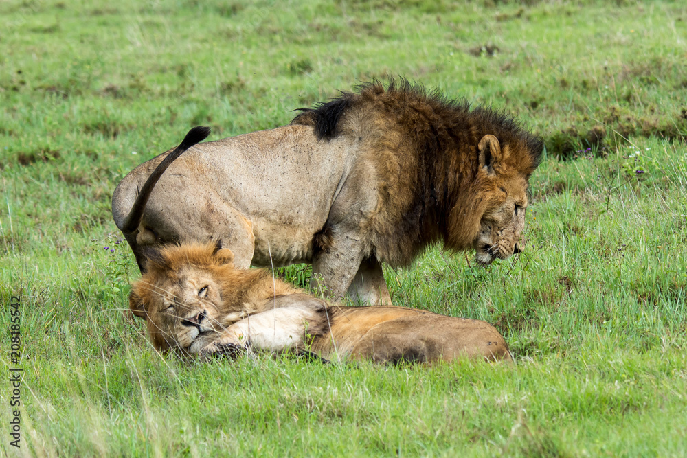 Mighty Lion watching the lionesses who are ready for the hunt in Masai Mara, Kenya (Panthera leo) Mighty Lion watching the lionesses who are ready for the hunt in Masai Mara, Kenya (Panthera leo)