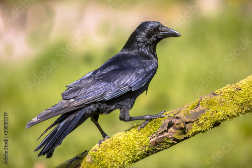 Black Carrion Crow on mossy log photo