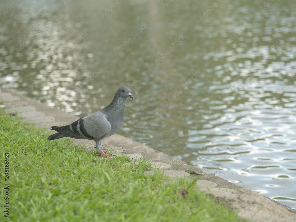 The gray dove on soft focus in the city
