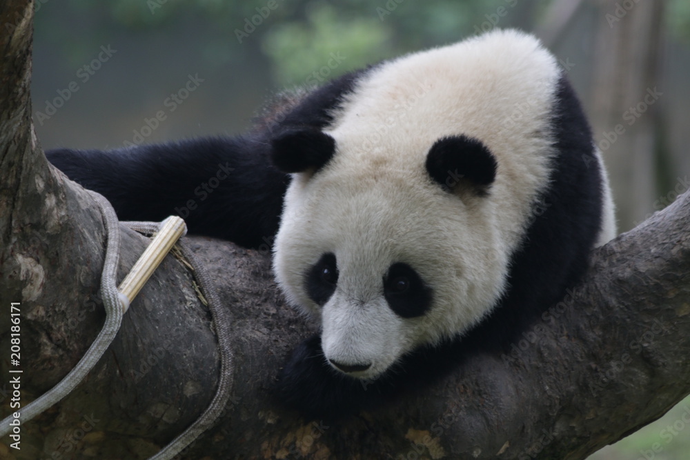 Fototapeta premium Cute Little Panda Cub