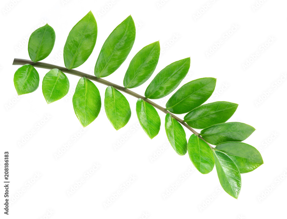 branch of green leaves isolated on white background