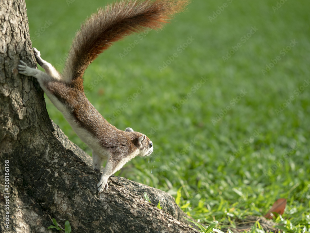 Obraz premium cute squirrel