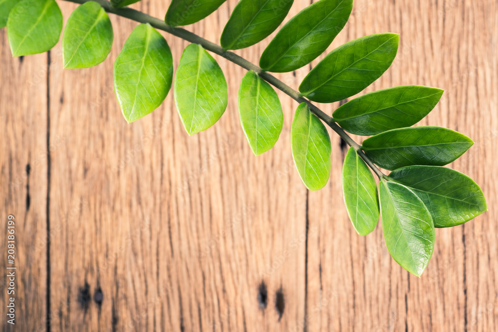 branch of green leaves with space of blurred old wooden background
