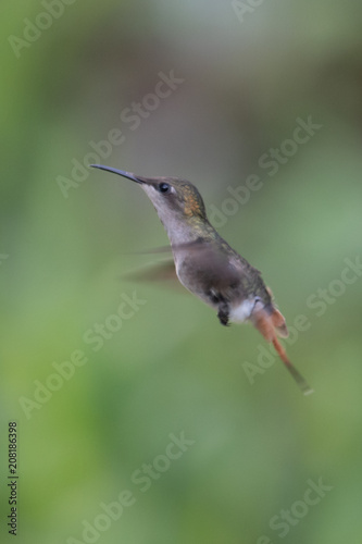Hummingbird(Trochilidae)Flying gems ecuador