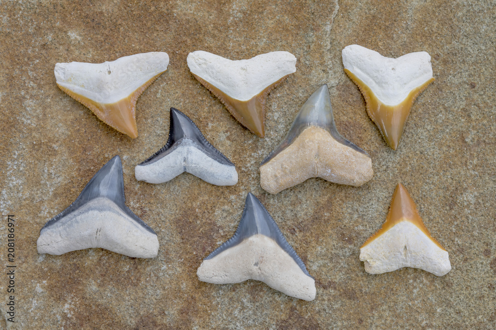 Collection of Bone Valley Fossilized Bull Shark and Dusky Shark Teeth