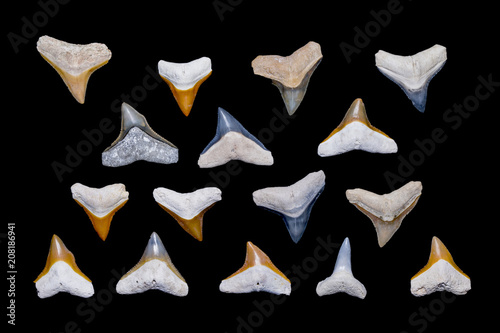 Collection of Bone Valley Fossilized Bull Shark and Dusky Shark Teeth