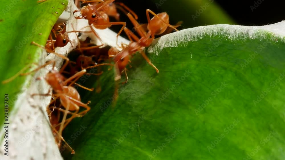 Close up of weaver ants activity around the nest Close up of weaver ants activity around the nest