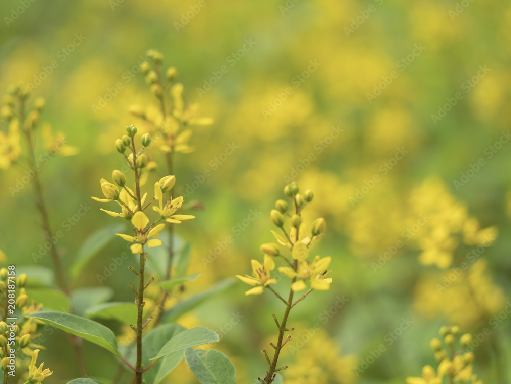 yellow flower yellow flower
