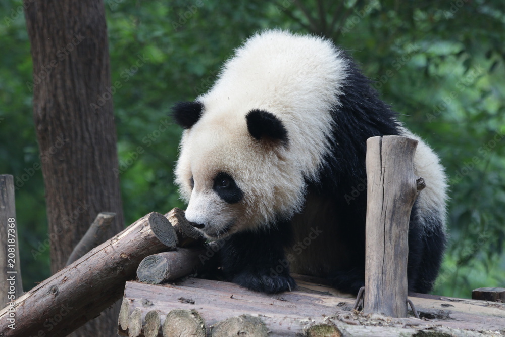 Fototapeta premium Little Fluffy Panda Cub , Chengdu, China
