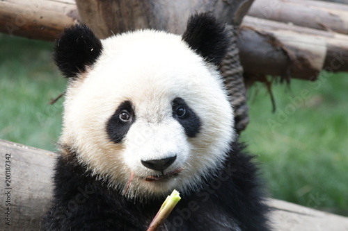 close-up Little Panda's Face