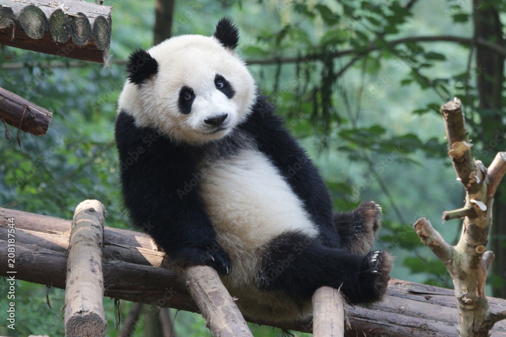 Funny Pose of Giant Panda Cub Funny Pose of Giant Panda Cub