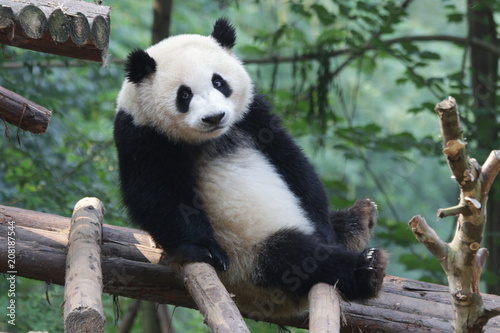 Fototapeta Naklejka Na Ścianę i Meble -  Funny Pose of Giant Panda Cub