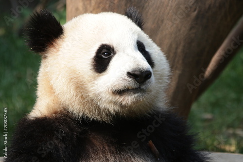 Close-up Little Panda s Face