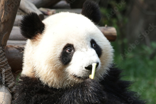 Happy Panda Cub eats Bamboo Shoot  Chengdu  China