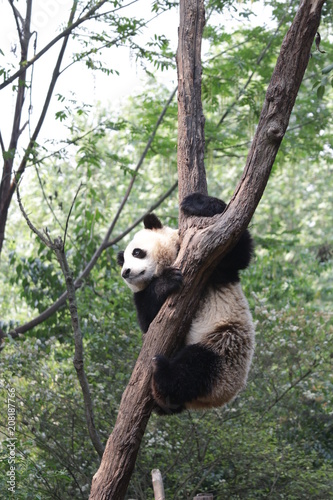 Fototapeta Naklejka Na Ścianę i Meble -  Giant Panda on the Tree