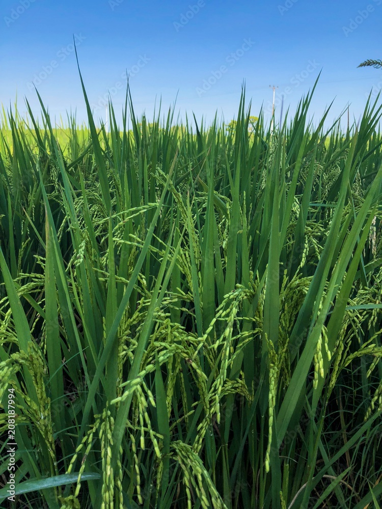 Rice field Rice field