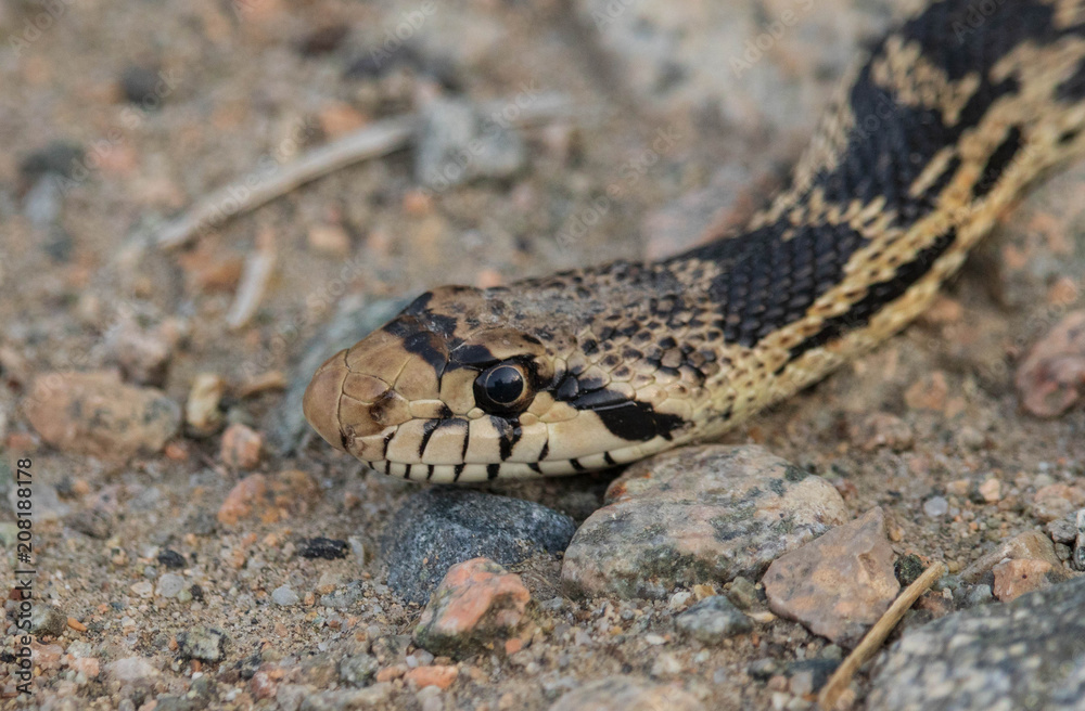 Fototapeta premium A bc Gopher Snake slides through the dirt trail.