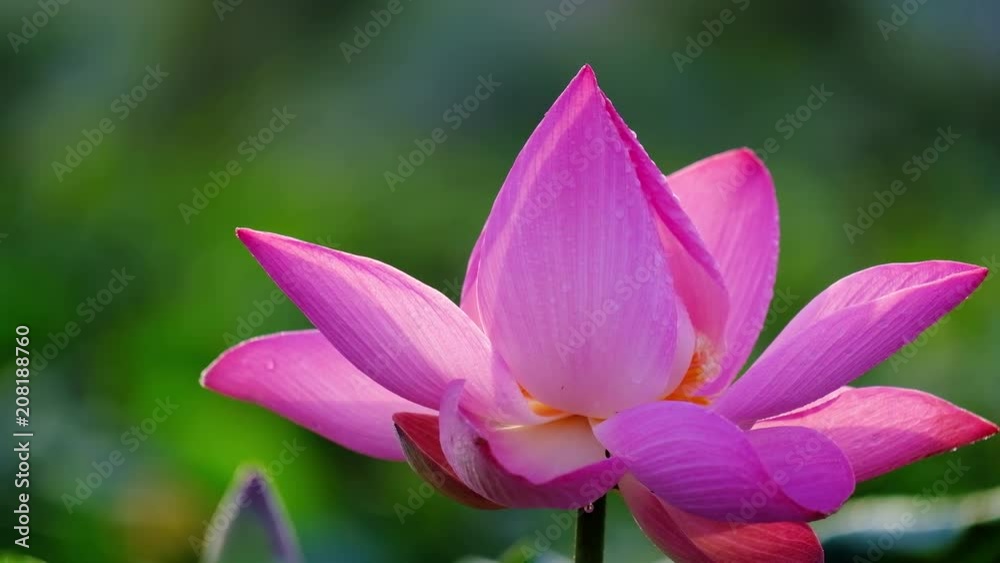 Fresh pink lotus flower. Close focus of a beautiful pink lotus flower with copy space for text or advertising . The background is the pink lotus flowers and yellow lotus bud in a pond Fresh pink lotus flower. Close focus of a beautiful pink lotus flower with copy space for text or advertising . The background is the pink lotus flowers and yellow lotus bud in a pond