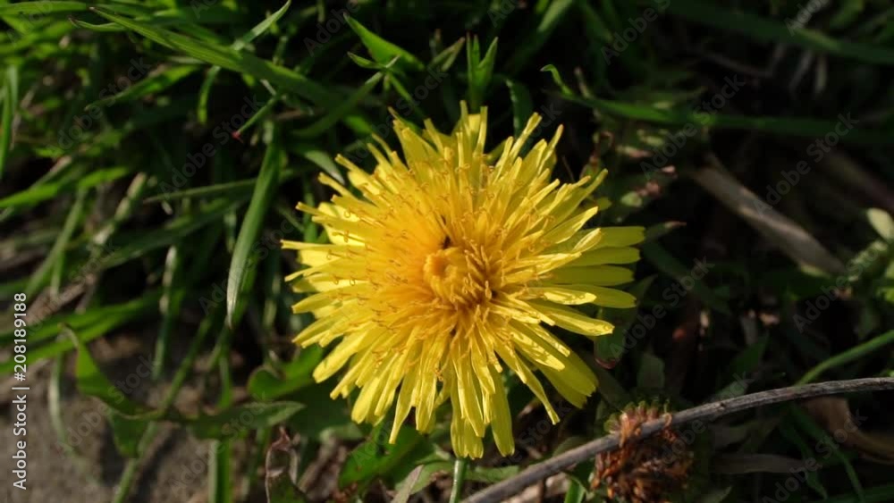 Dandelion