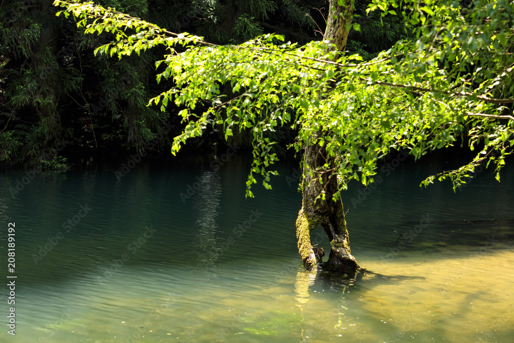 Naklejka premium 新緑の水中木