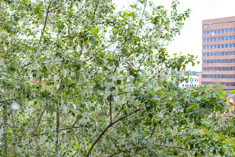Fototapeta premium White poplar fluff in the twig among green leaves in the city