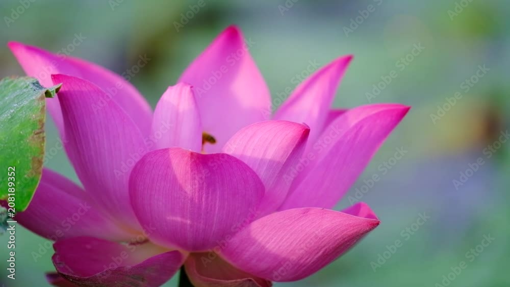 Pink lotus flower with honey bee. Close focus of beautiful pink lotus flower with bee collecting honey from the pistil. The background is a pink lotus flowers, green leaf and yellow lotus bud in pond Pink lotus flower with honey bee. Close focus of beautiful pink lotus flower with bee collecting honey from the pistil. The background is a pink lotus flowers, green leaf and yellow lotus bud in pond