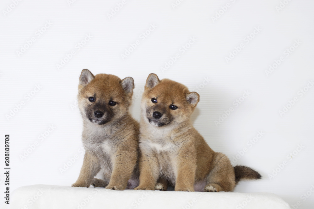 二匹の豆柴子犬 二匹の豆柴子犬