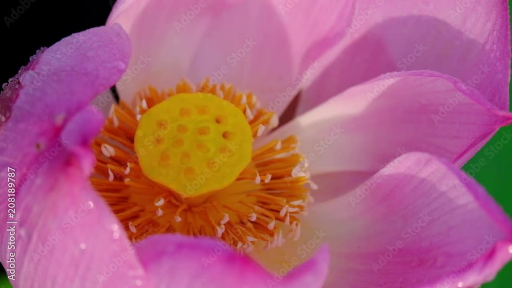 Pink lotus flower. Royalty high quality stock image of a beautiful pink lotus flower with dew drops. The background is the pink lotus flowers and yellow lotus bud in pond. Peace scene in a countryside Pink lotus flower. Royalty high quality stock image of a beautiful pink lotus flower with dew drops. The background is the pink lotus flowers and yellow lotus bud in pond. Peace scene in a countryside