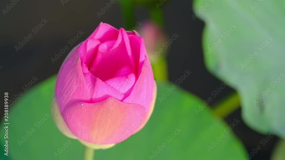 Fresh pink lotus flower. Close focus of a beautiful pink lotus flower with copy space for text or advertising . The background is the pink lotus flowers and yellow lotus bud in a pond Fresh pink lotus flower. Close focus of a beautiful pink lotus flower with copy space for text or advertising . The background is the pink lotus flowers and yellow lotus bud in a pond