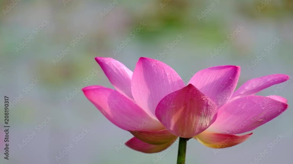 Pink lotus flower. Royalty high quality stock image of a beautiful pink lotus flower with dew drops. The background is the pink lotus flowers and yellow lotus bud in pond. Peace scene in a countryside Pink lotus flower. Royalty high quality stock image of a beautiful pink lotus flower with dew drops. The background is the pink lotus flowers and yellow lotus bud in pond. Peace scene in a countryside