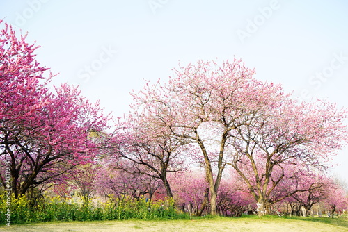 桃の花咲く公園