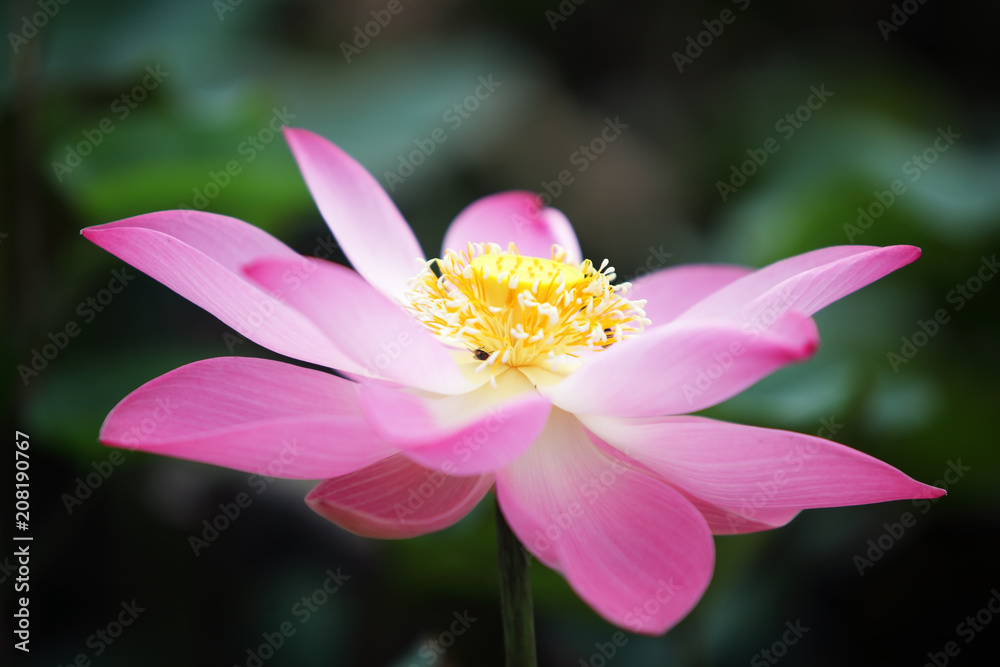 pink lotus flower blossom blooming in pond with green background