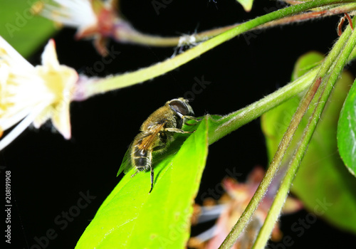 Feed aphid fly, in the wild