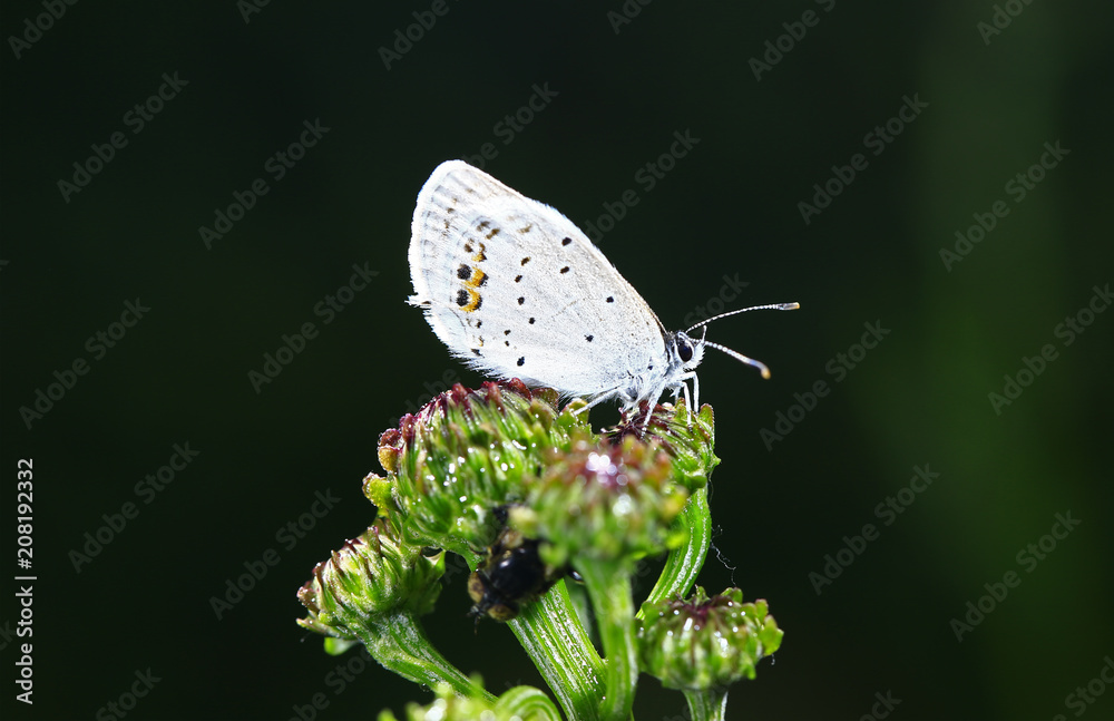 custom made wallpaper toronto digitalThe butterfly close-up