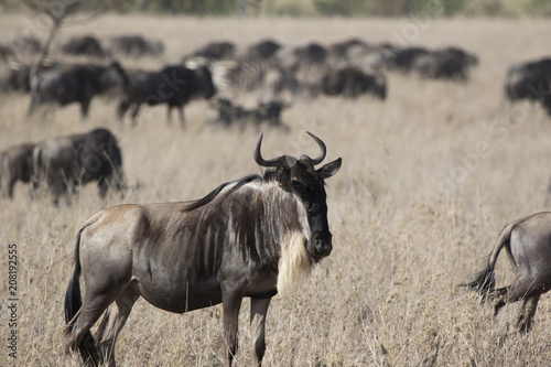 White bearded Wildebeest which stands in a dry savanna against the background of a running herd
