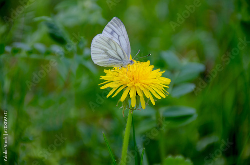 Fototapeta Naklejka Na Ścianę i Meble -  summer landscape a butterfly white on a flower a dandelion
