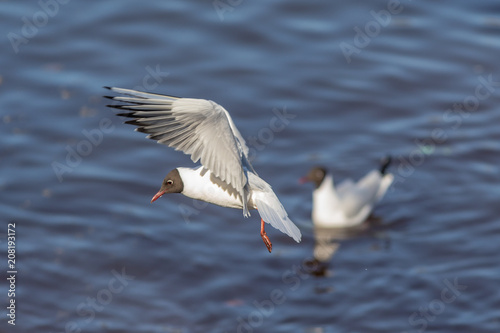 portrait of a seagull in flight