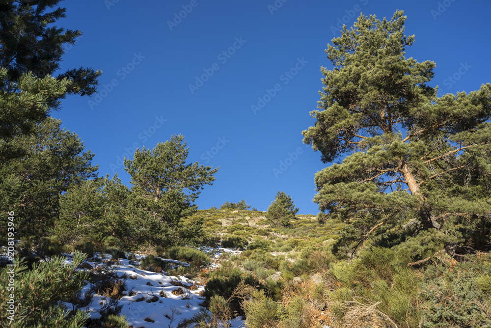 Scots Pine forest (Pinus sylvestris), and padded brushwood (Juniperus communis subsp. alpina and Cytisus oromediterraneus) in Guadarrama Mountains National Park, province of Madrid, Spain