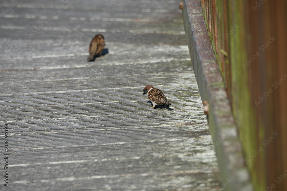 Obraz premium スズメ