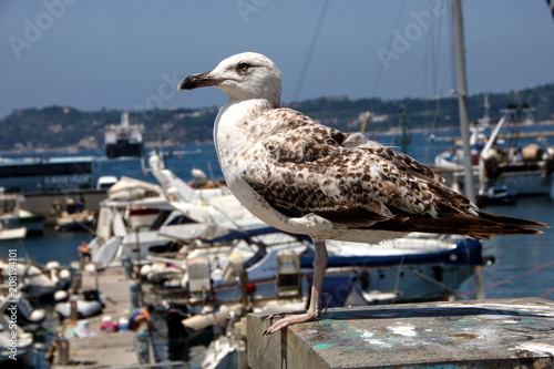 seagull waatching  the harbor photo